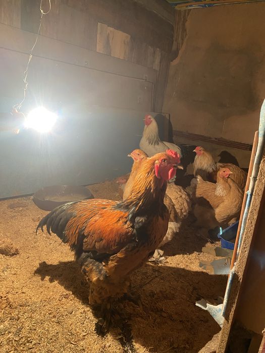 Петух обмен курицы