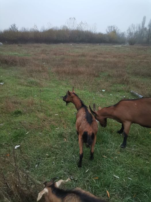 Tapisor Alpin Francez