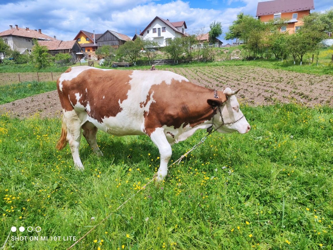 Vacă de vanzare Sărmaș
