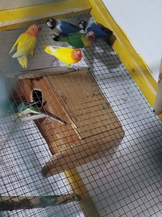 Papagali Agapornis și Nimfa mascul