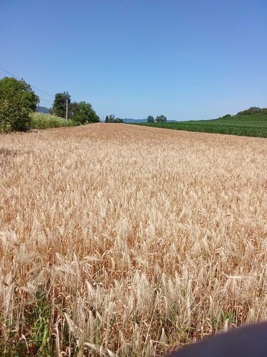 vand 6000 mp intravilan cu utilitati ,200m front stradal,la 2 km a1