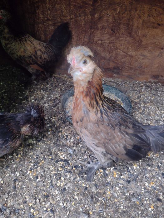 Perechi de găini pitice (pui)