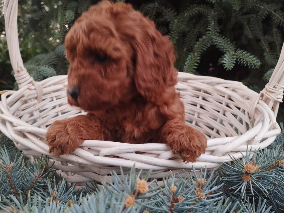 Той пудел Poodle toi