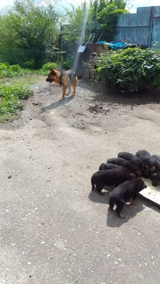 Щенки немецкой овчарки