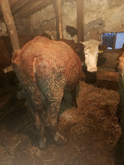 Продам двух стельных  коров на развод