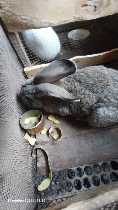 Кролик домашний хороший породы, срочно