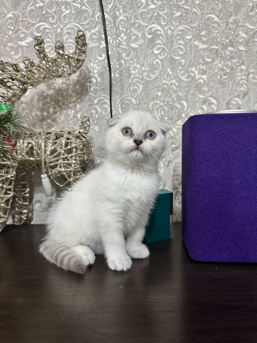Шатланские вислоухие