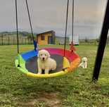Femela golden retriever cu pedigree