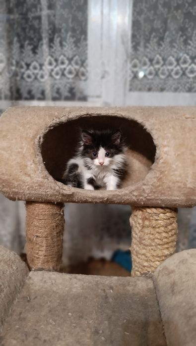 Котёнок ищет добросовестных и любящих родителей