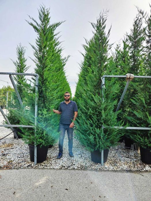 Leylandii Verde Auriu Pentru Gard viu si alte plante
