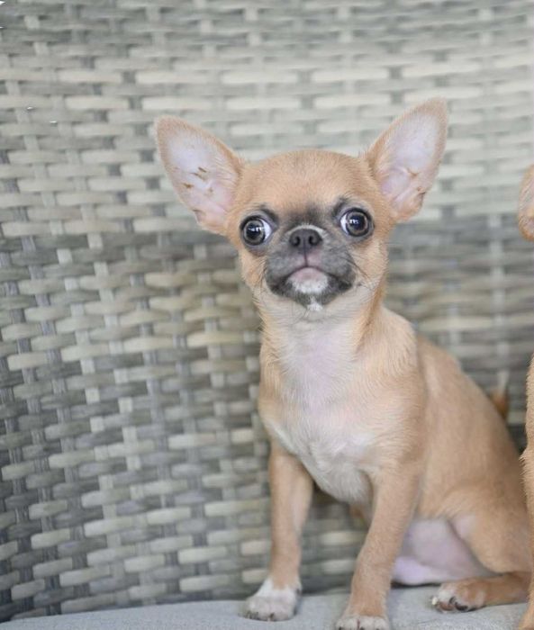 Мъжко мини чихуахуа лилав фаун на пет месеца