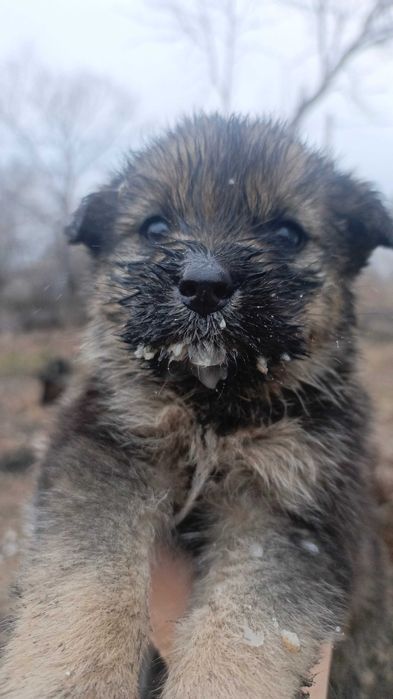 Отдам в хорошие руки щенков высоко породистой дворняжки
