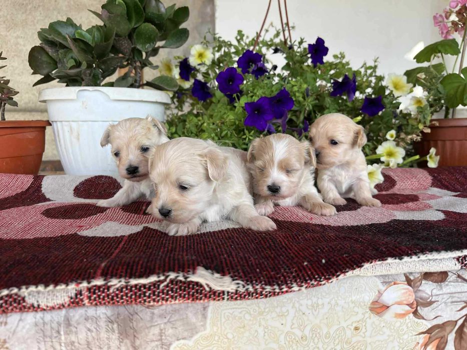 Малтипу (maltpoo)