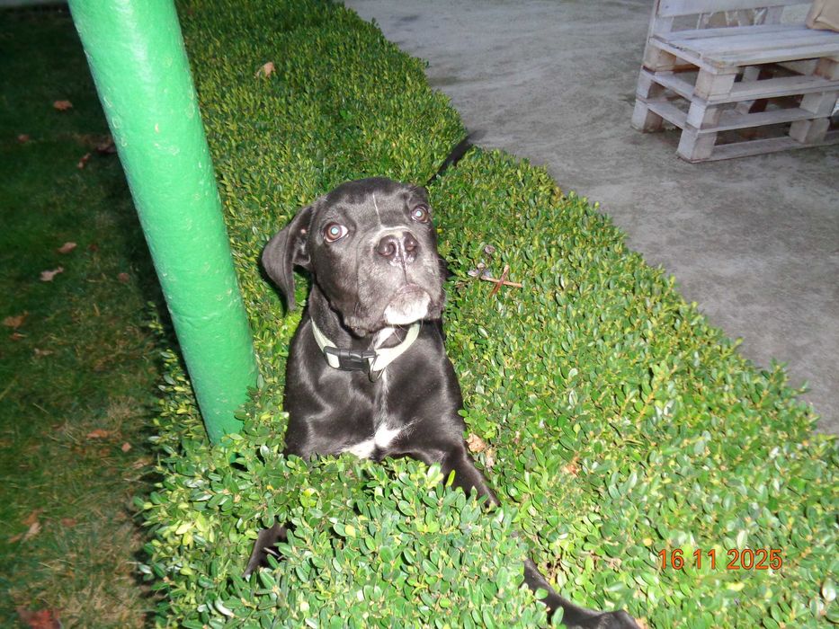 Кане Корсо красиво, здраво момиче на 4 месеца