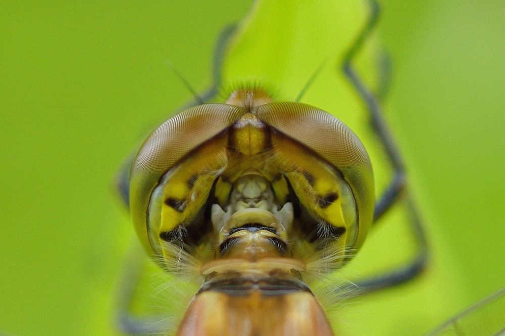 AF Tokina 100mm f/2.8D Macro обектив Никон