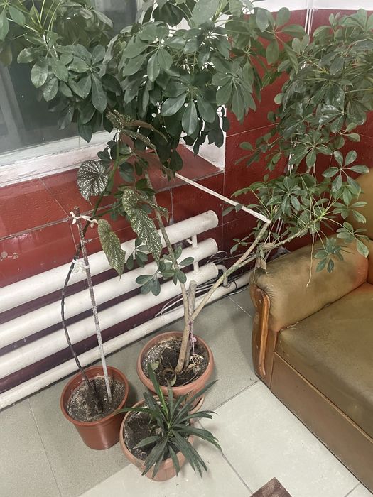 Отдам даром цветы