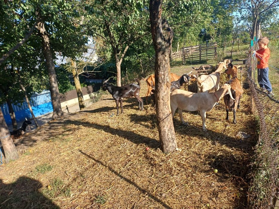 Vând capre și iede anglonubian