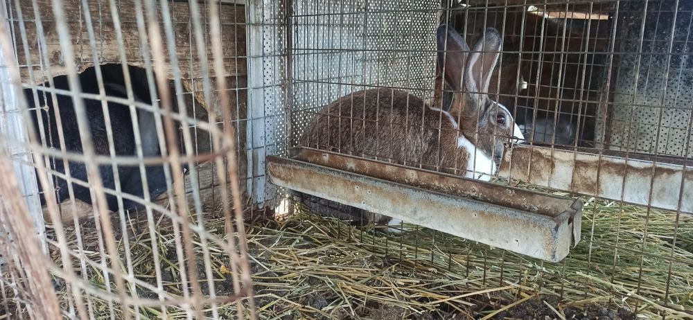 Hycole francez femele cu 9 iepurași
