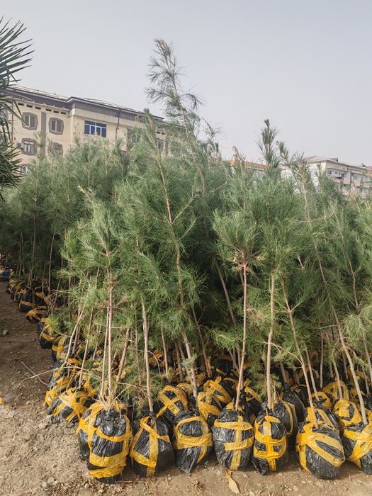 Сасна кучатлари ва турли хилдаги манзарали кучатлар сотувда.