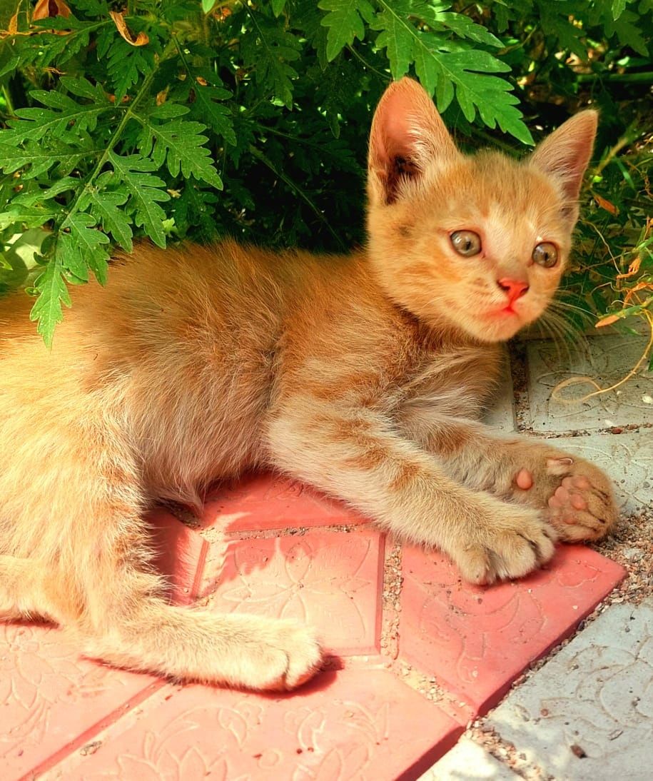Котята солнечного цвета!