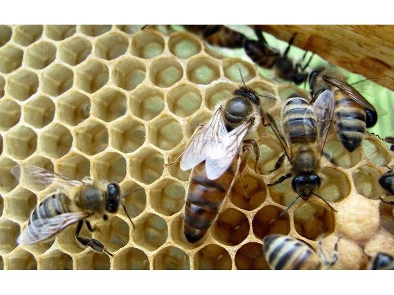 Пчелни майки и отводки
