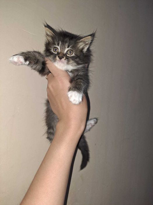 котята в Ургенче