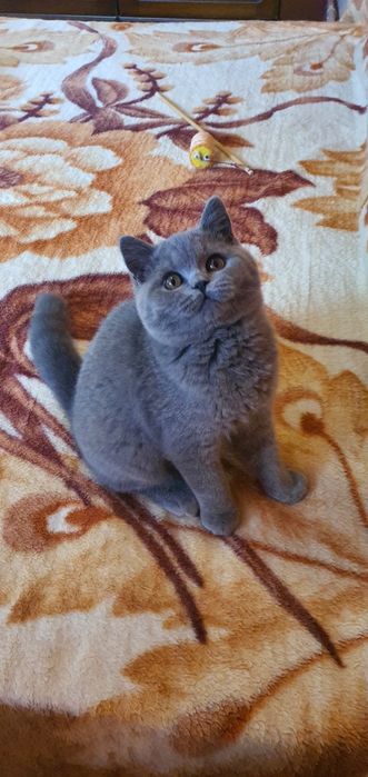 Motanel british cu pedigree/ felisa autorizata