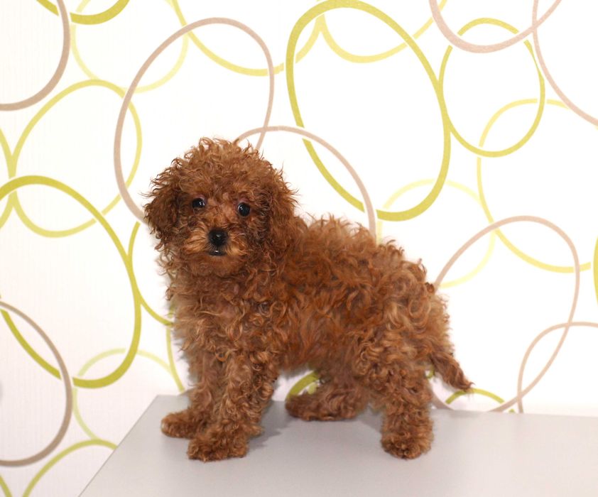 Мини мини пудел - той пудел бебета с родословни родители