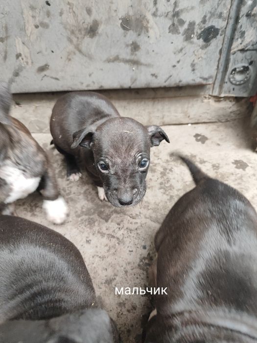 Продам щенят Стаффорда