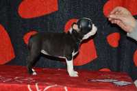 Catelus Boston terrier cu Pedigre