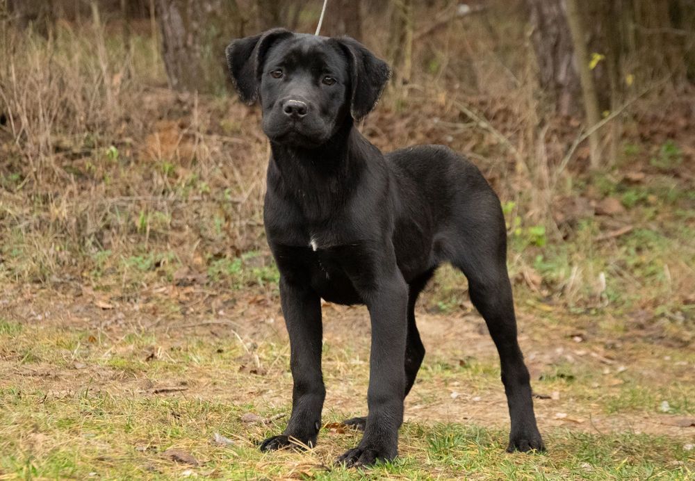 Cane Corso 5 luni Mascul