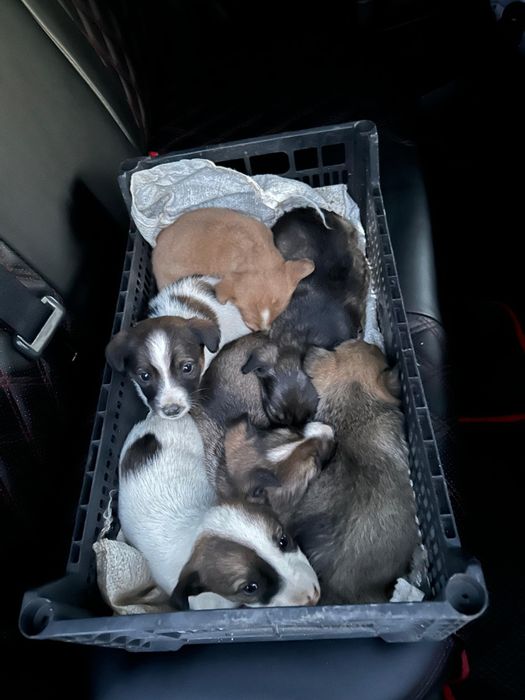 Отдам щенков в хорошие руки