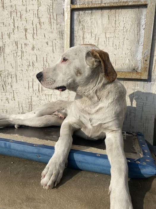 Пёсик и собачка очень добрые брат и сестра