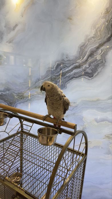 Жако Конго папугай