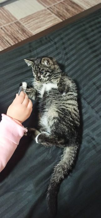 Продаётся котёнок , Мушукча сотилади