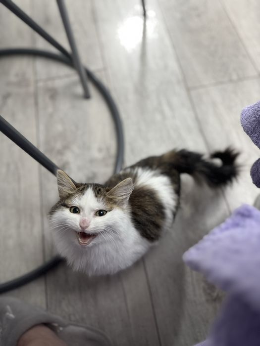 Котенок девочка 4-5 месяцев срочно ищет дом!