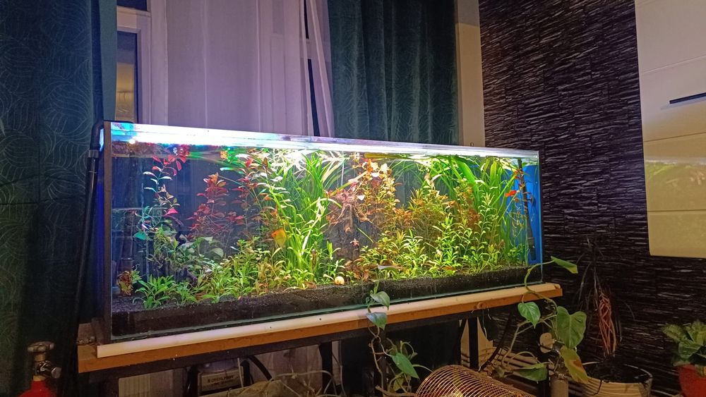 Acvariu complet echipat