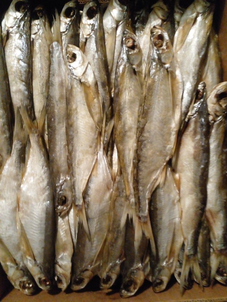 Ревец   Лещ  Чехонь