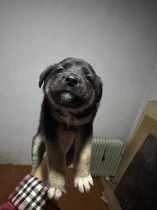 В хорошие руки отдаем щенят БЕСПЛАТНО