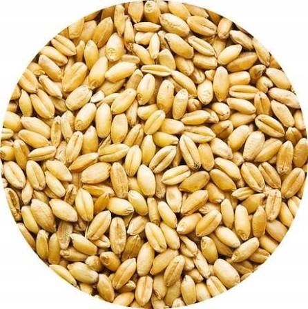 Пшеница кормавой супер