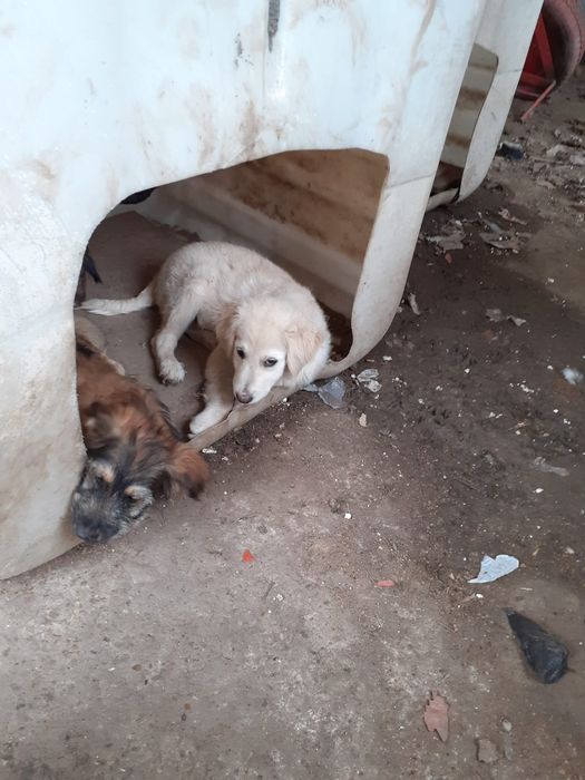 Donez câini de pază