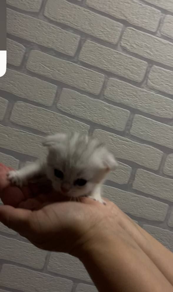 British Cats ( Продаются  Британские кошки )