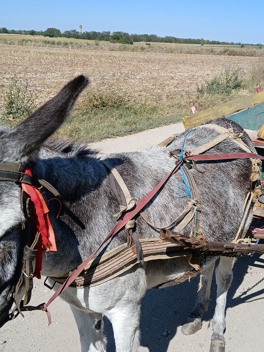 Vand magar cu tot cu căruță si ham