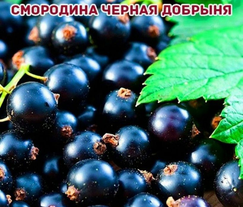Саженцы Смородины Чёрная Душистая!