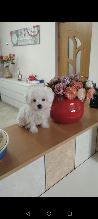 Bichon maltez mini toy