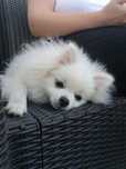Pui pomeranian mascul