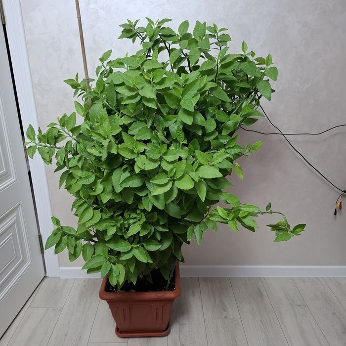 Продам цветок, Педилантус!