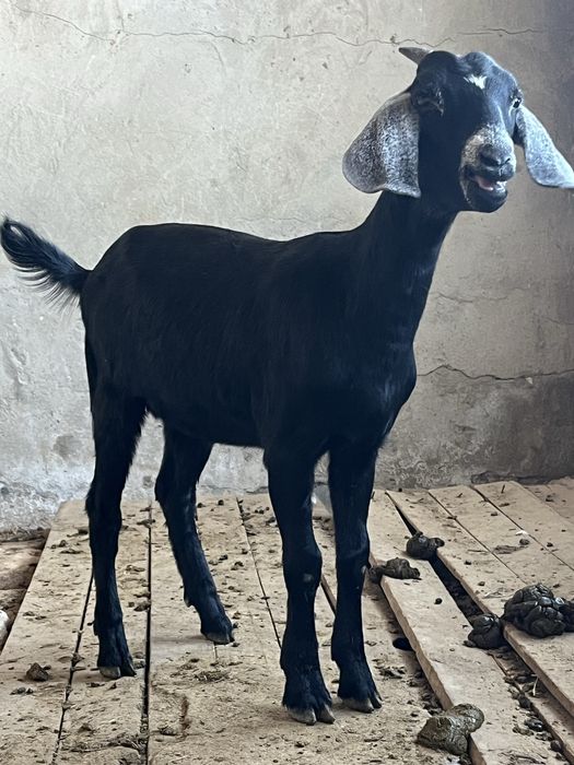 Лақ.англонуби.ешкі