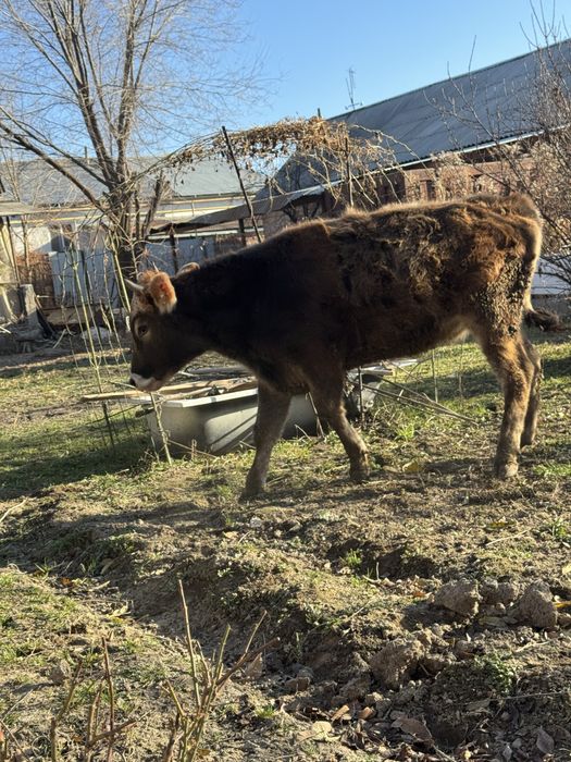 Продается бычок с телкой