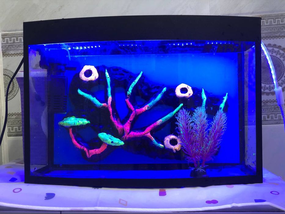Akvarium   20  litir.   Filtr+Daraxt